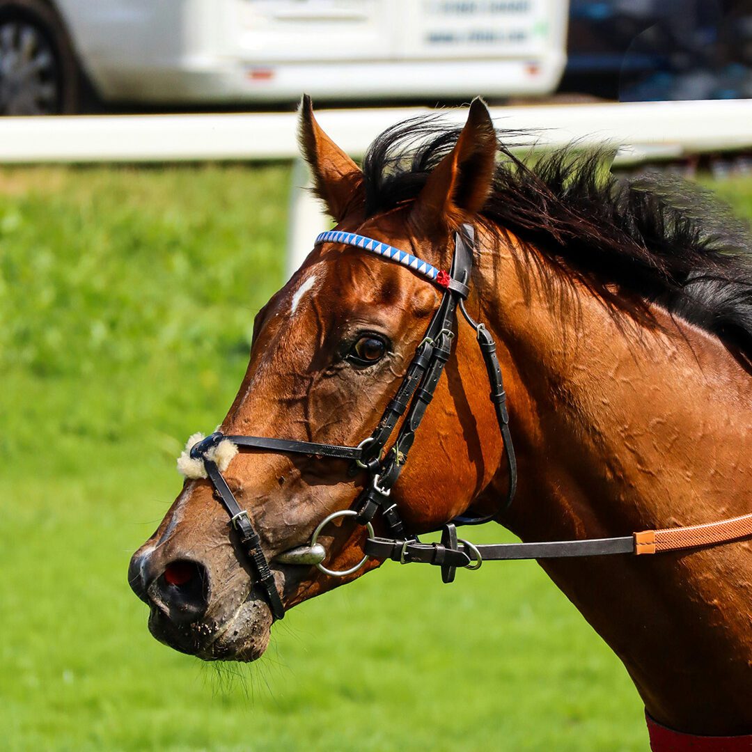 Portrait of Horse with Punchestown Logo