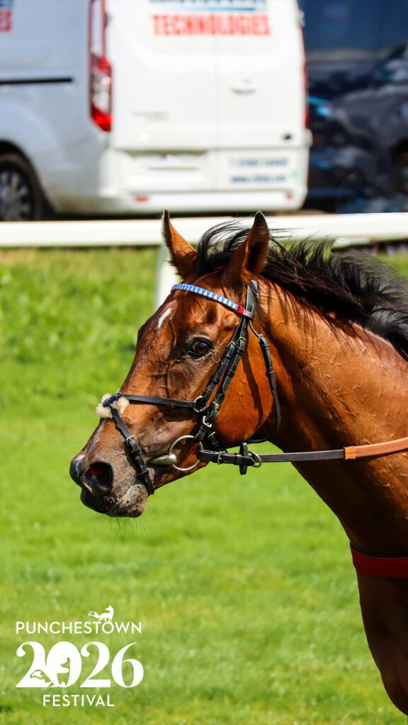 Portrait of Horse with Punchestown Logo